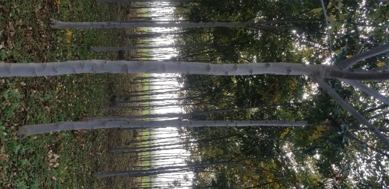 栾树8~10cm6~8cm3~3.5米