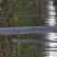栾树8~10cm6~8cm3~3.5米