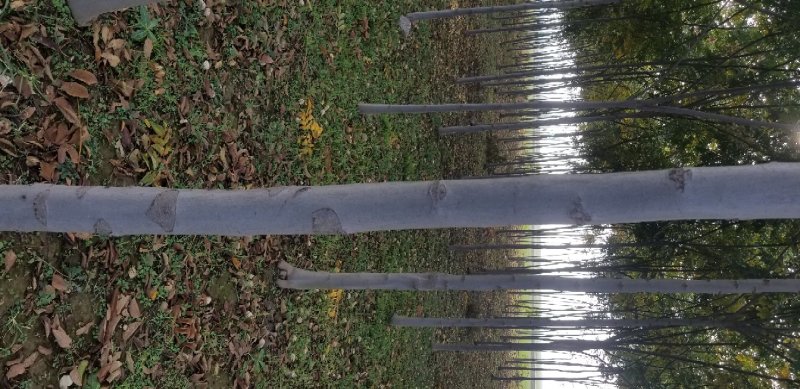 栾树8~10cm6~8cm3~3.5米