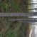 栾树8~10cm6~8cm3~3.5米