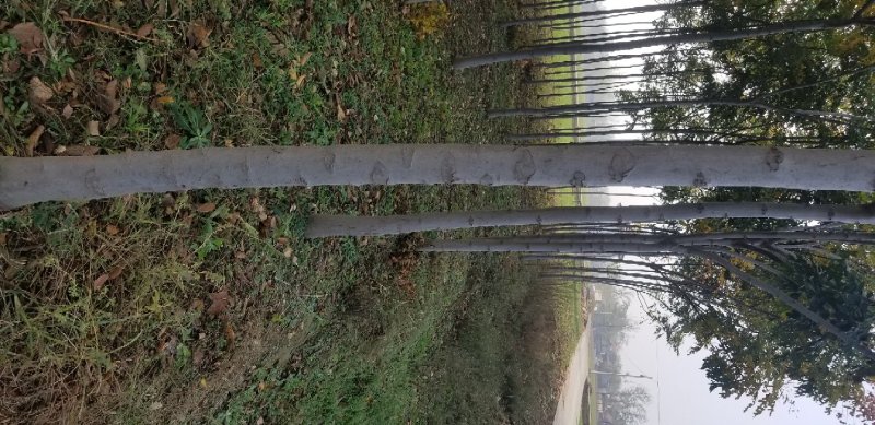 栾树8~10cm6~8cm3~3.5米
