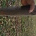 栾树8~10cm6~8cm3~3.5米