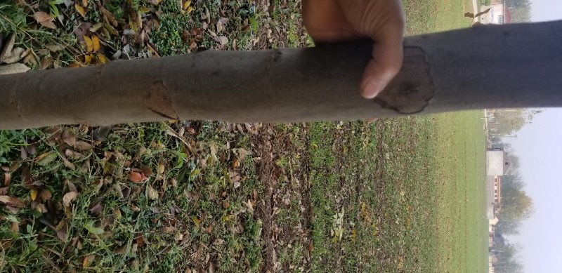 栾树8~10cm6~8cm3~3.5米
