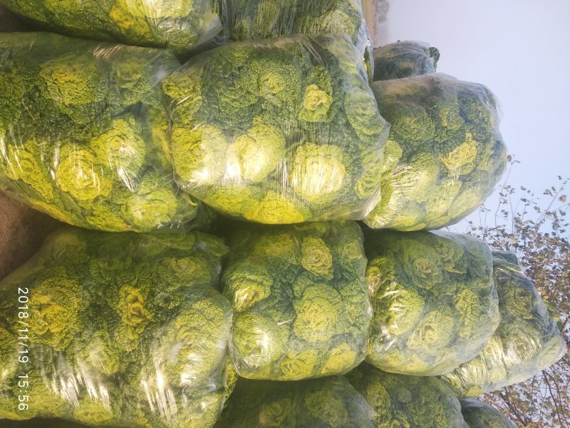 精品黄心菜千亩基地实力供应期待与您合作共赢！