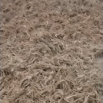 日本大当归量大的很价格合理