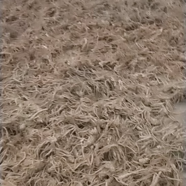 日本大当归量大的很价格合理