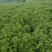 香排草
