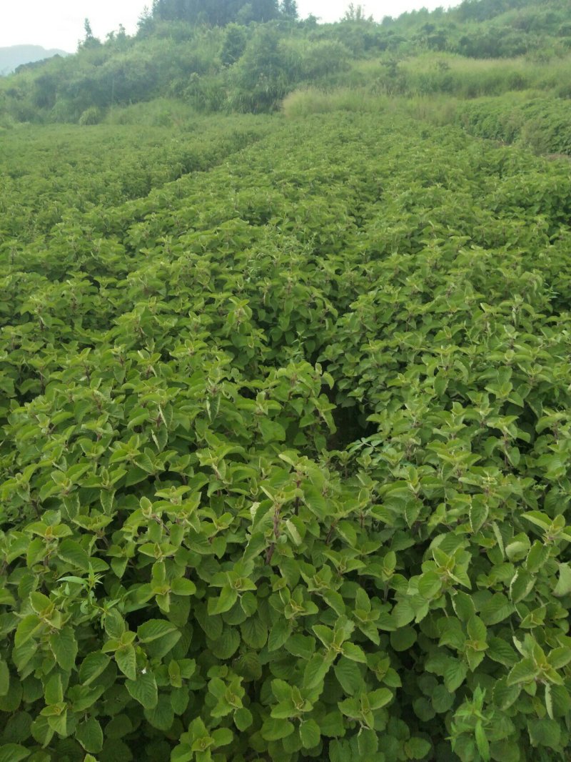 香排草