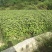 香排草