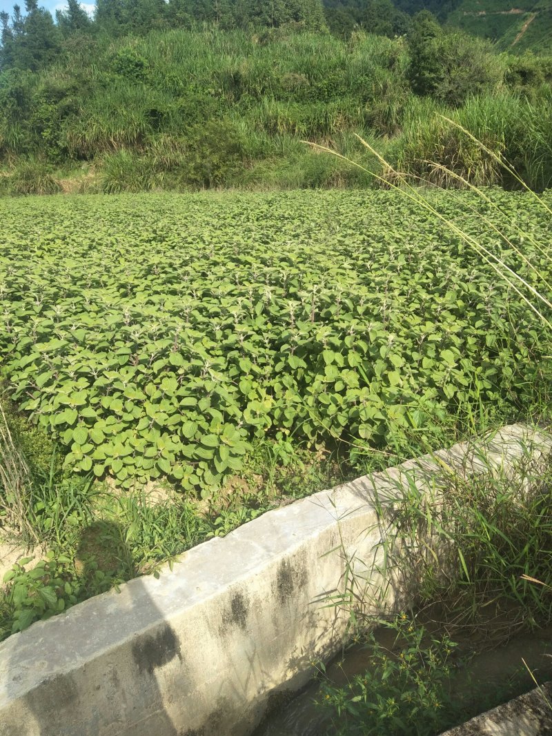 香排草