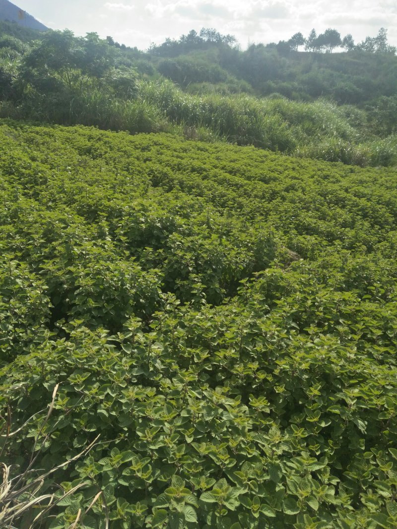 香排草