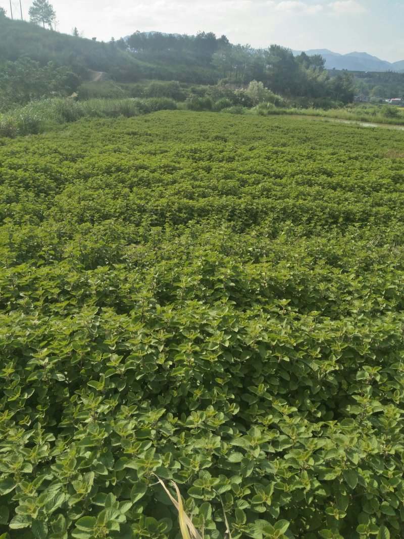 香排草