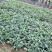 红胭脂番石榴苗。二年苗包邮