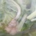 菜花