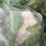 菜花