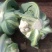 菜花