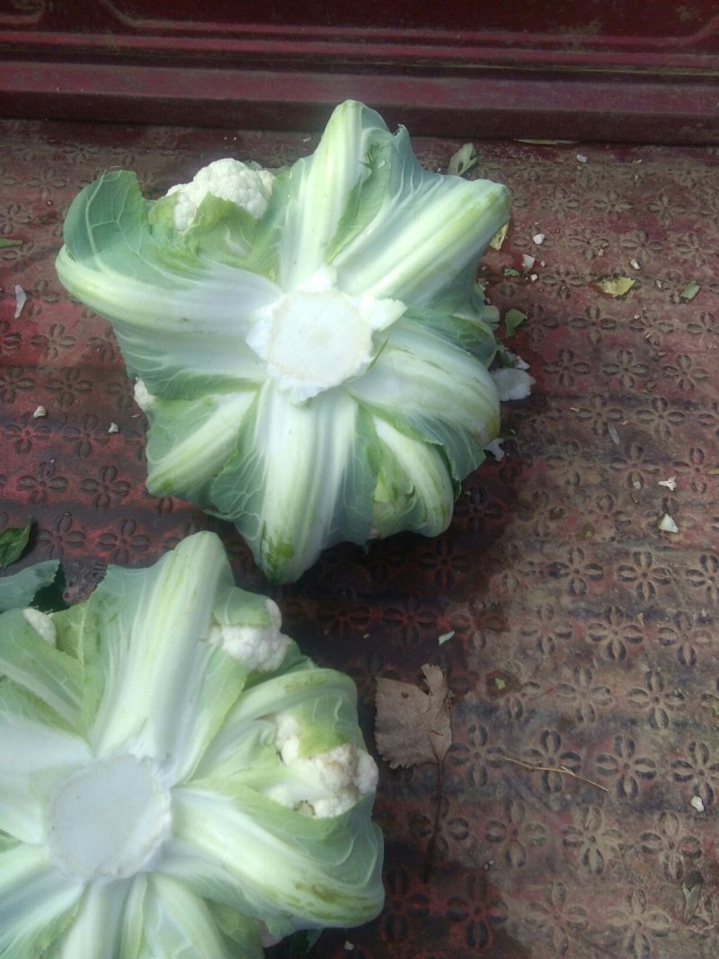 菜花