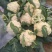 菜花