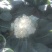 菜花