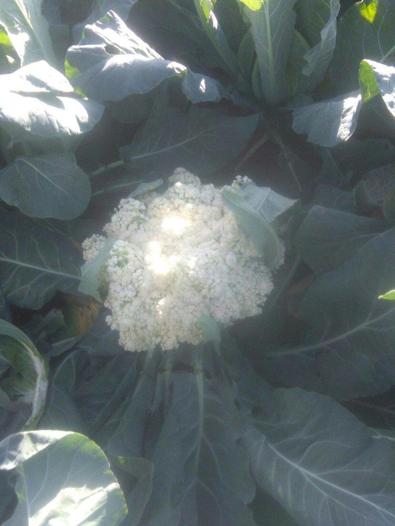 菜花