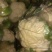 菜花