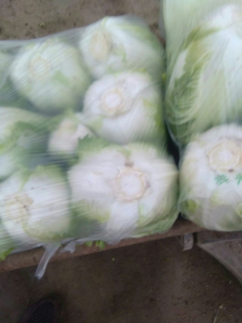 白菜