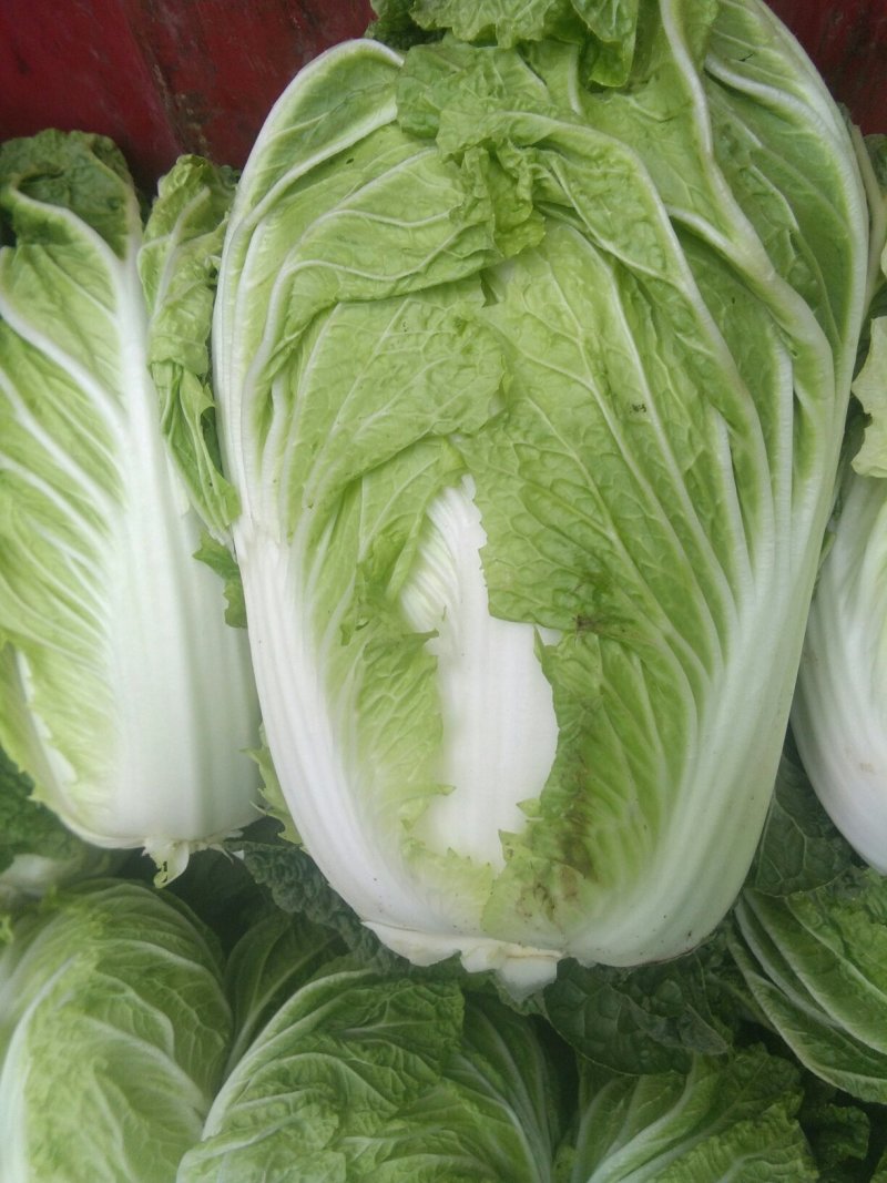 白菜