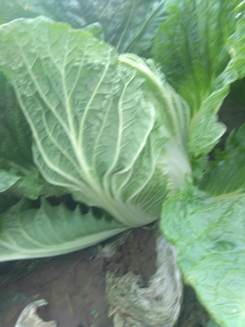 白菜