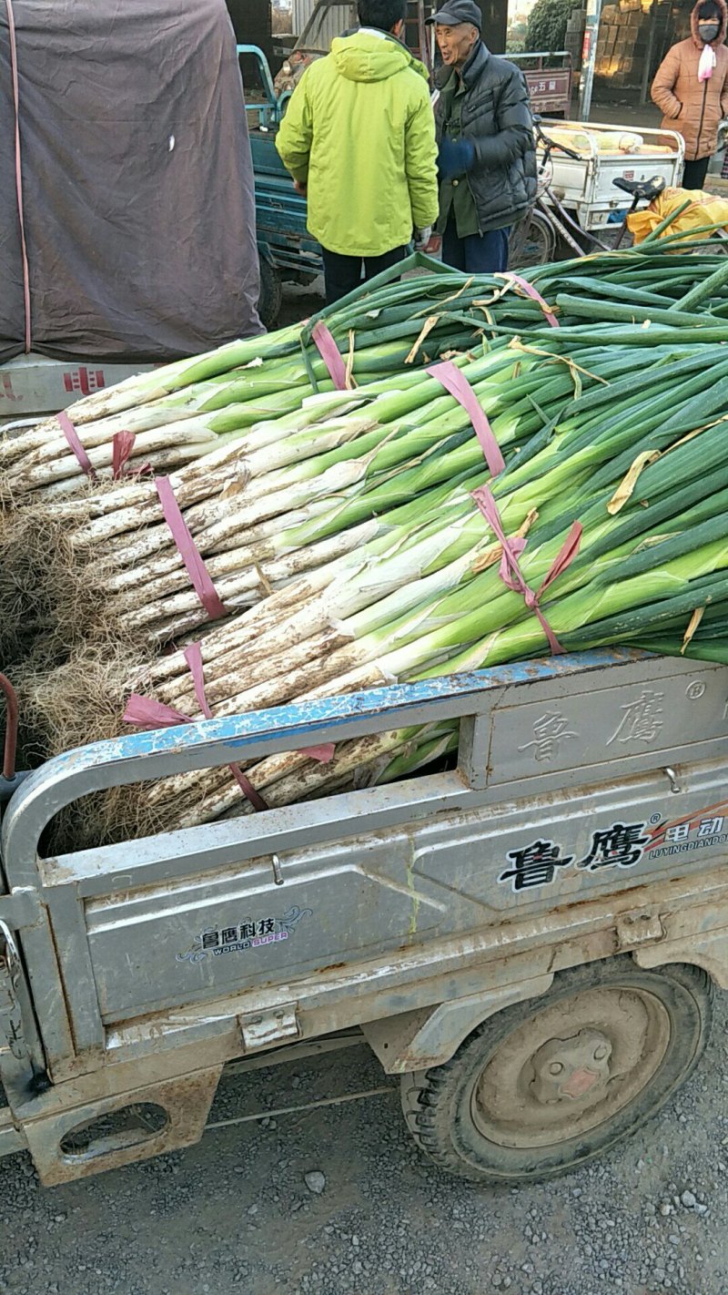 长白大葱产地直发诚信经营代发全国各大蔬菜市场
