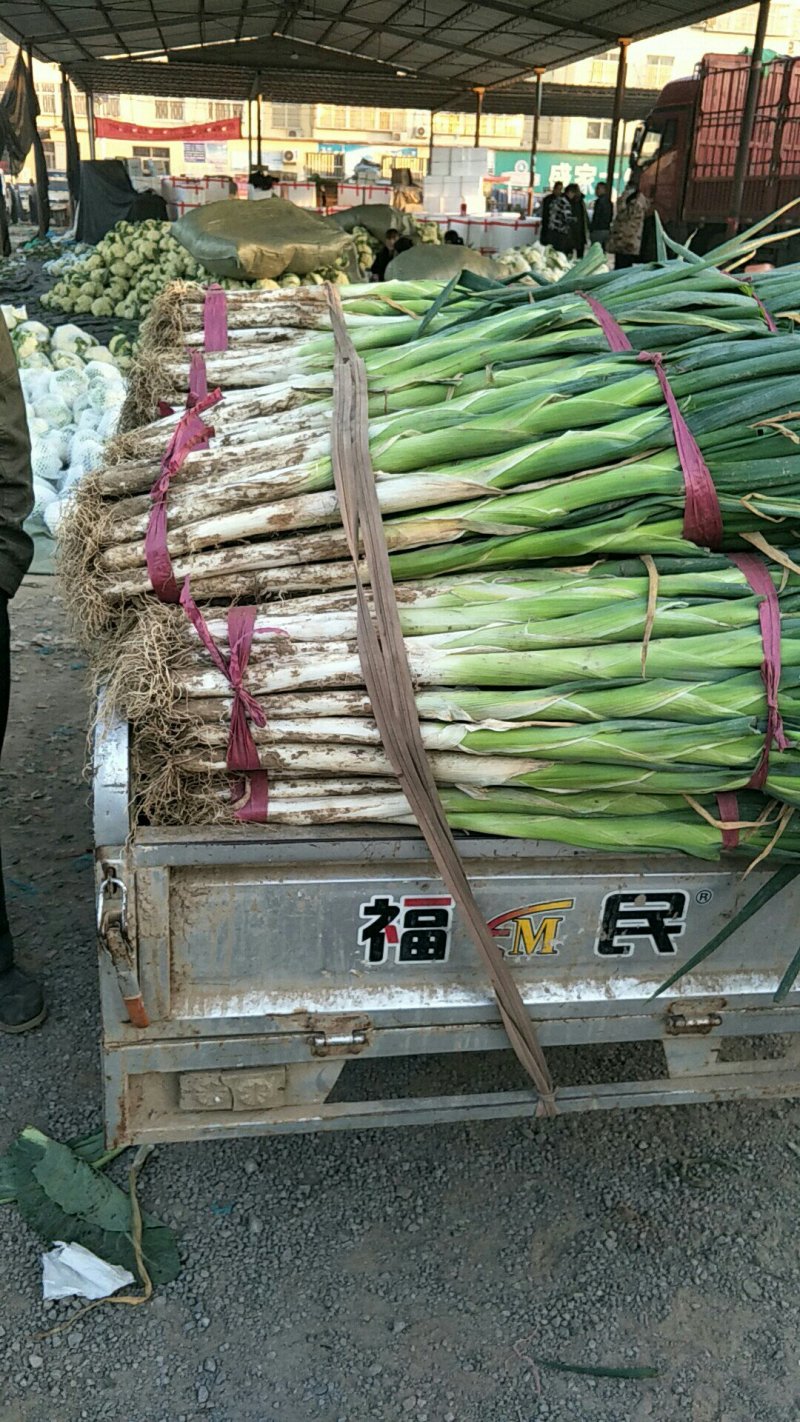 长白大葱产地直发诚信经营代发全国各大蔬菜市场
