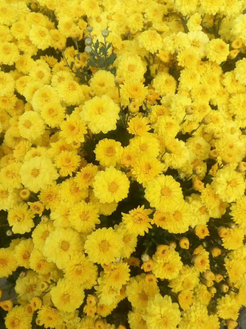 金丝皇菊