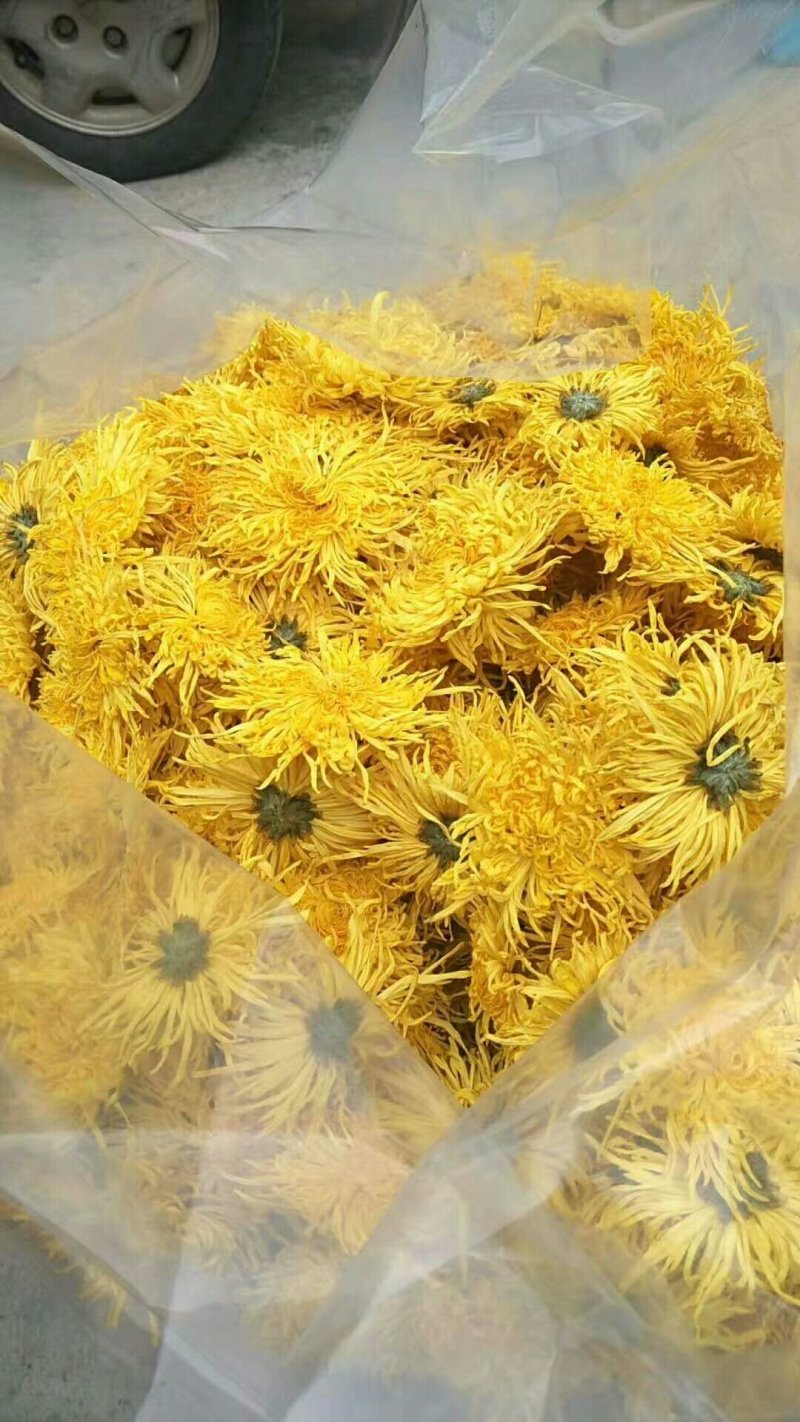 金丝皇菊