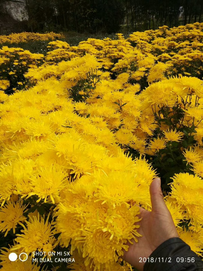 金丝皇菊