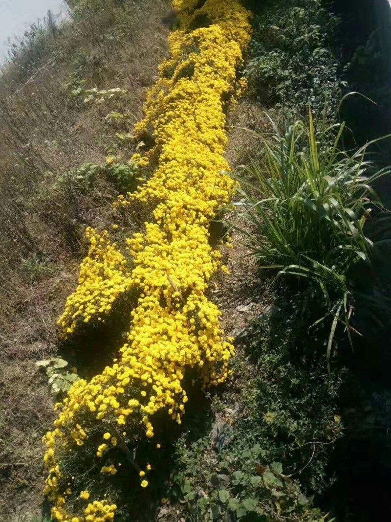 金丝皇菊