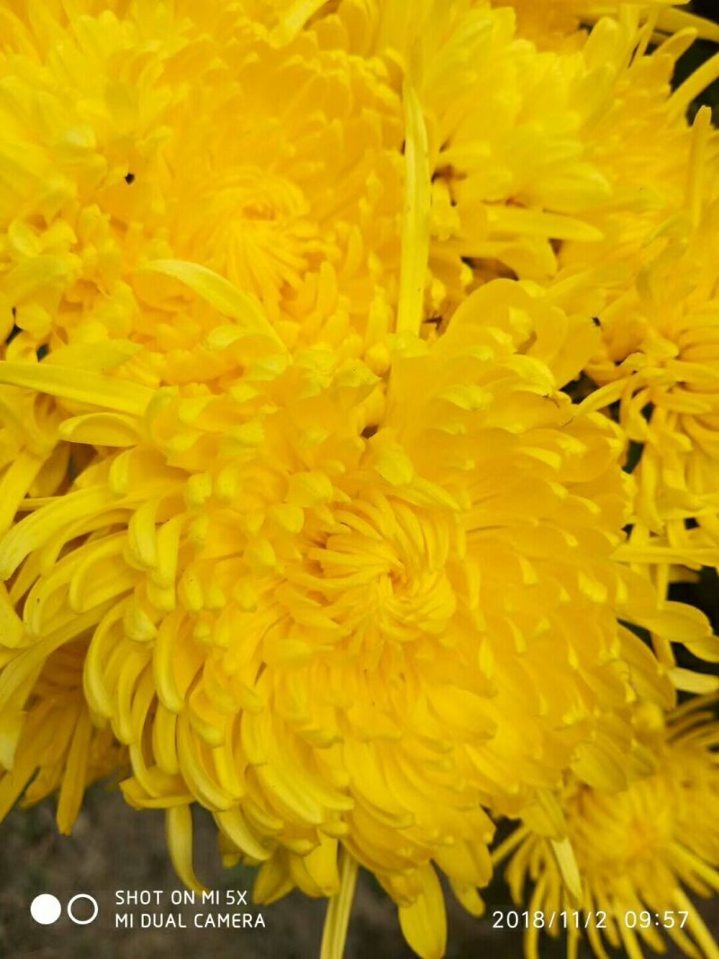 金丝皇菊