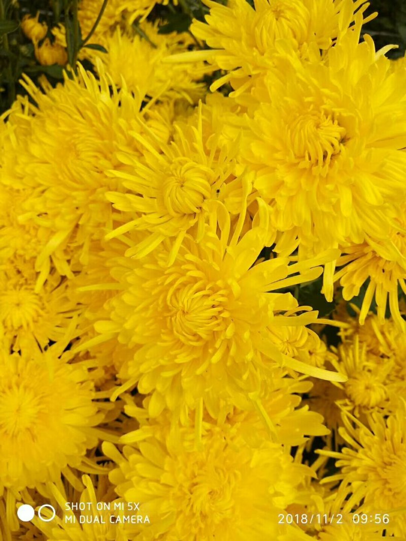 金丝皇菊
