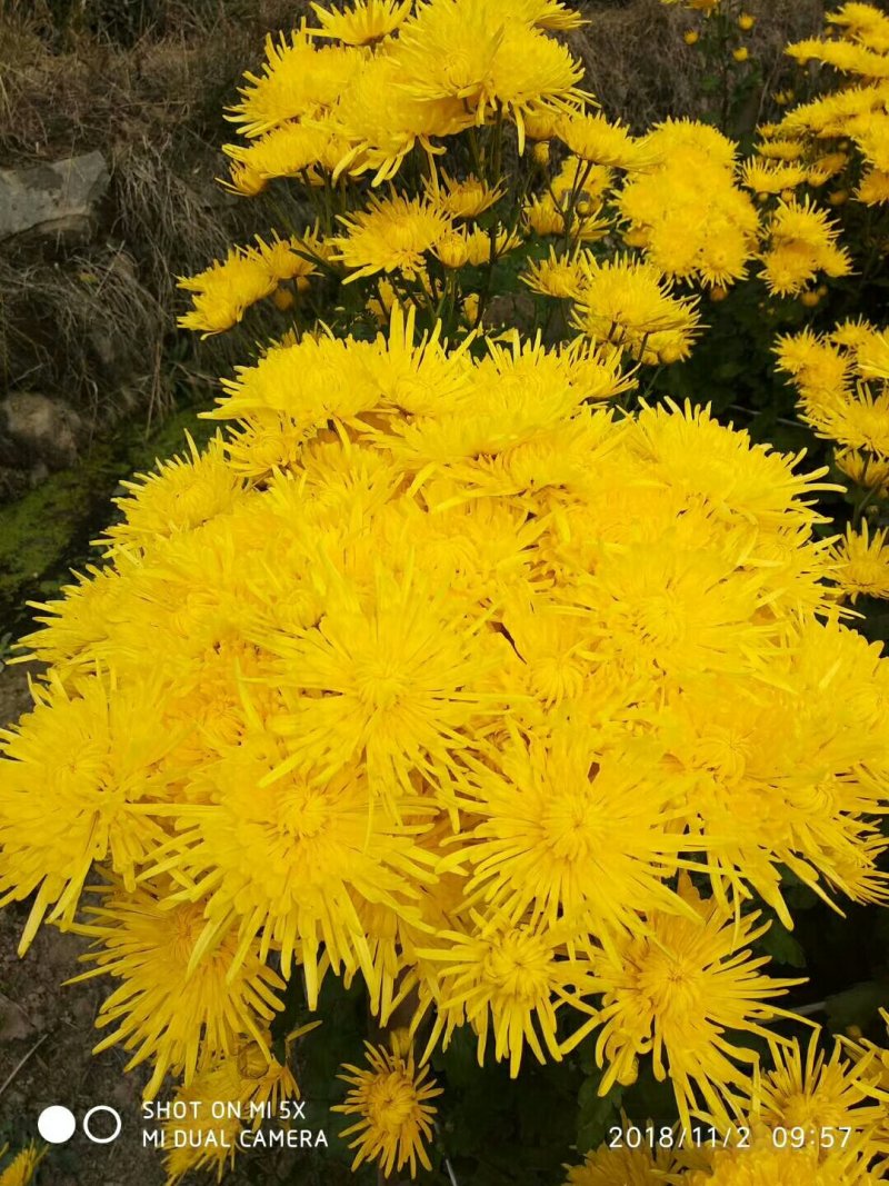金丝皇菊
