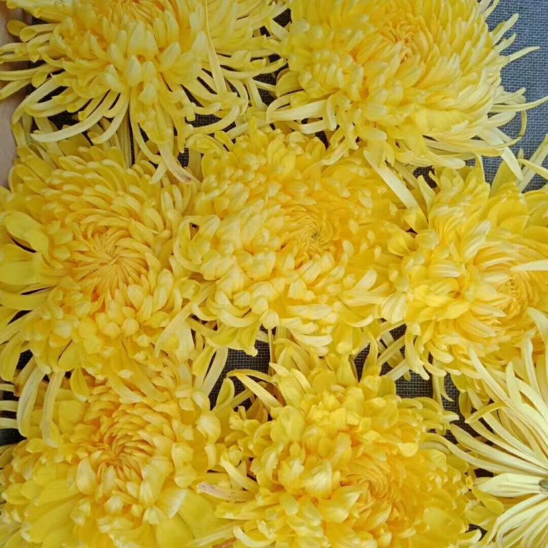 金丝皇菊