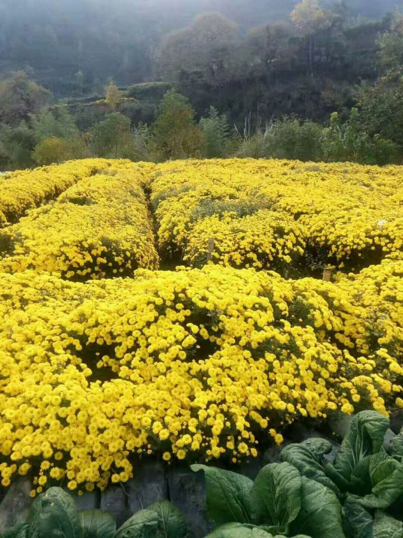 金丝皇菊