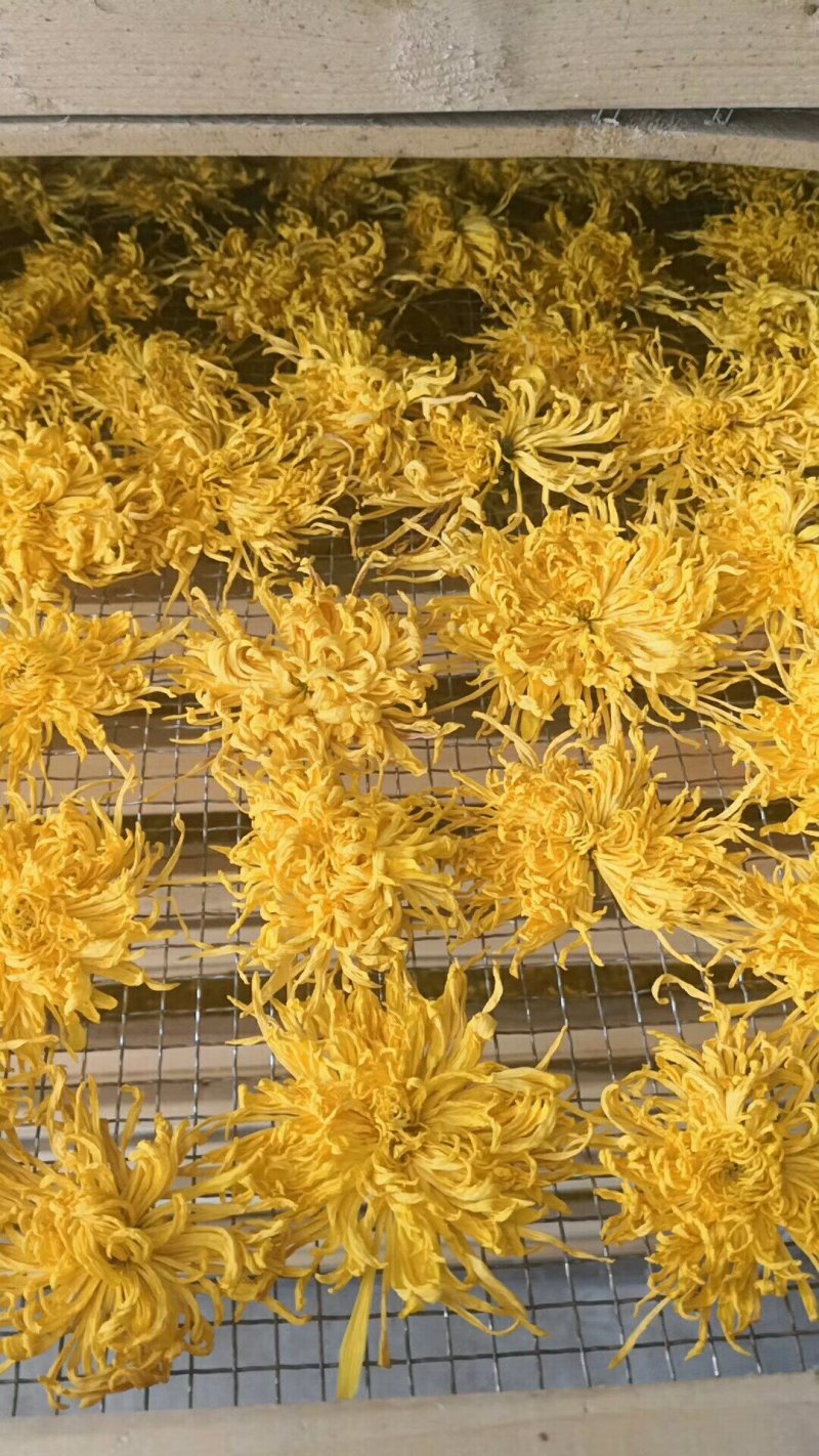 金丝皇菊