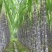 大量甘蔗供应