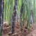 大量甘蔗供应