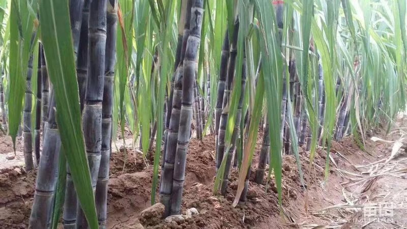 大量甘蔗供应