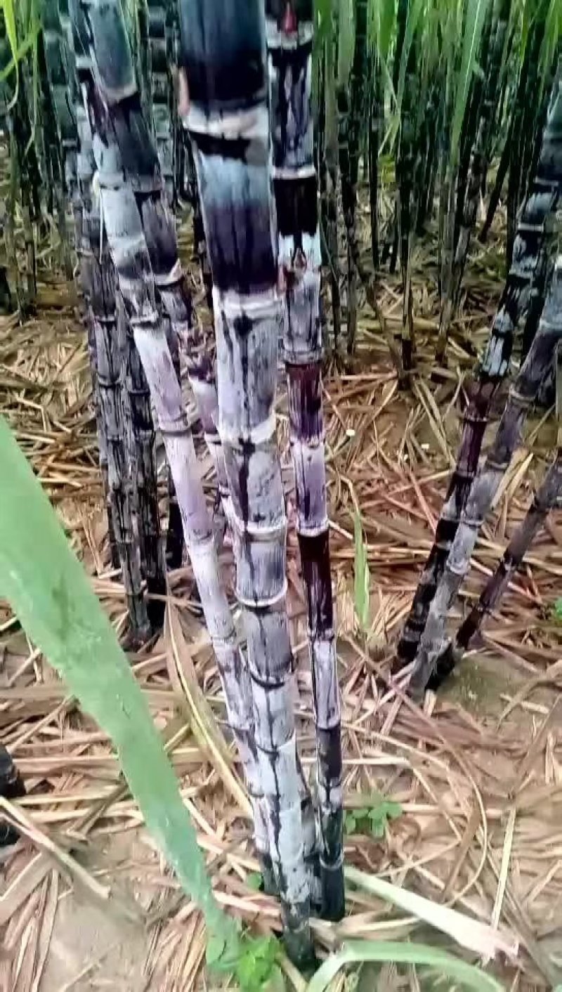大量甘蔗供应