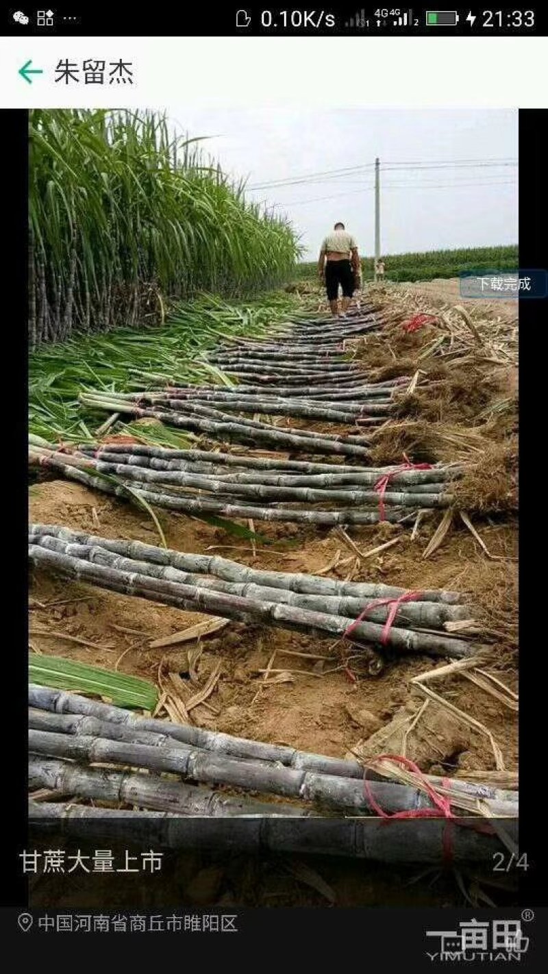 大量甘蔗供应