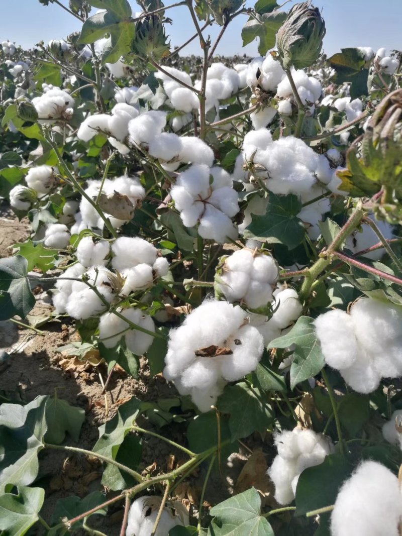 新疆棉花中绒棉宝宝棉衣夏凉被填充物精品棉絮片