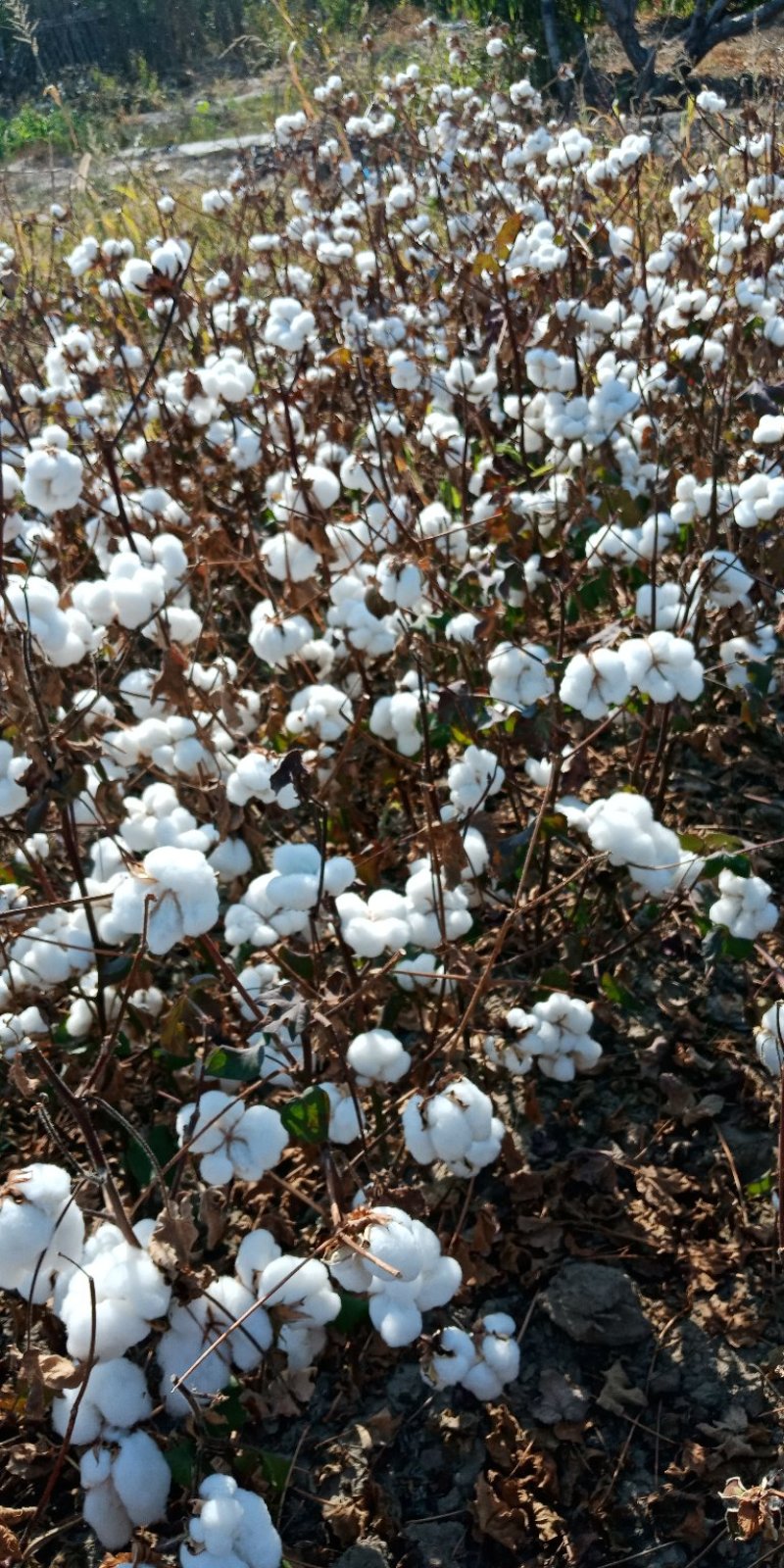 新疆棉花中绒棉宝宝棉衣夏凉被填充物精品棉絮片