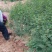狮子头花椒苗