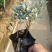 基地直销盆栽芙蓉菊庭园地被观叶观花植物银叶菊