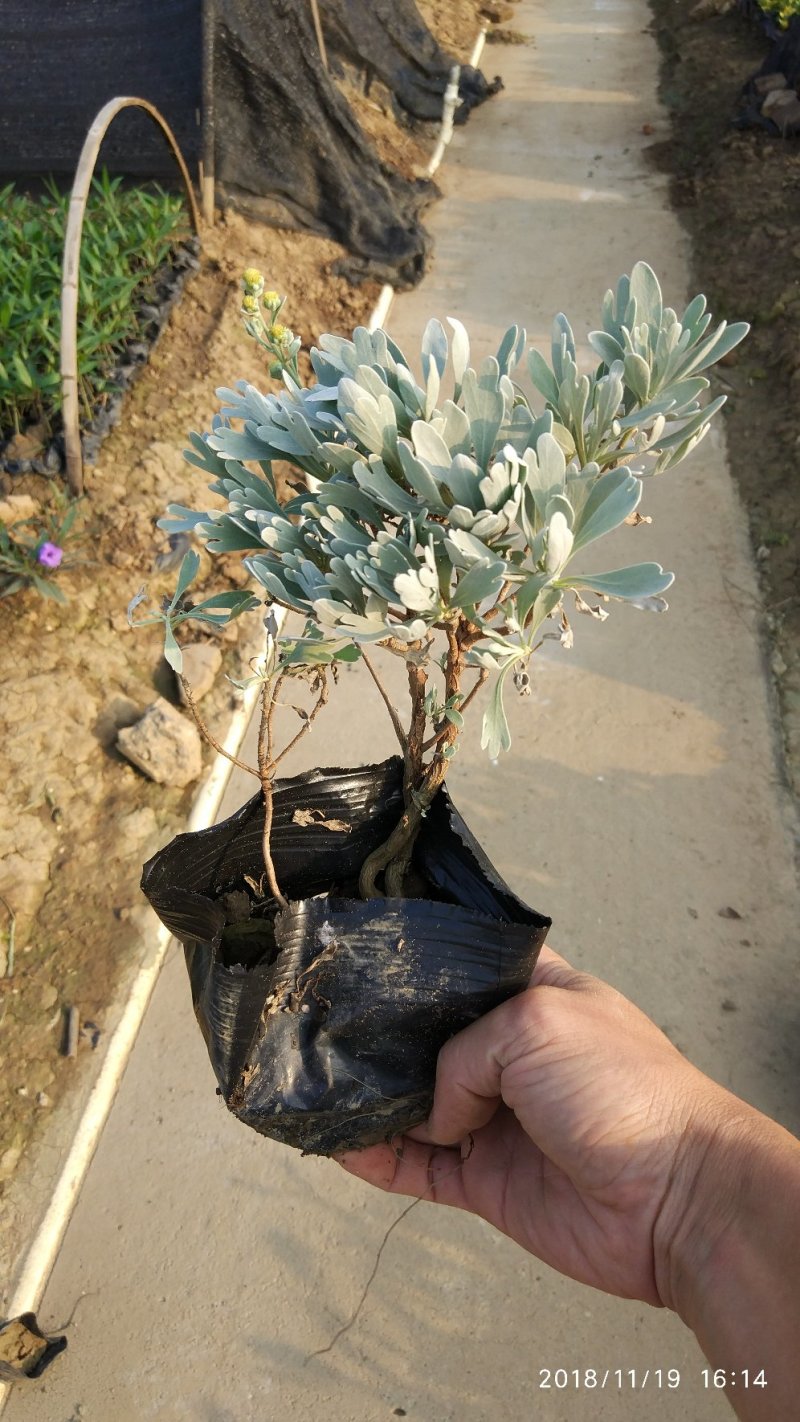 基地直销盆栽芙蓉菊庭园地被观叶观花植物银叶菊